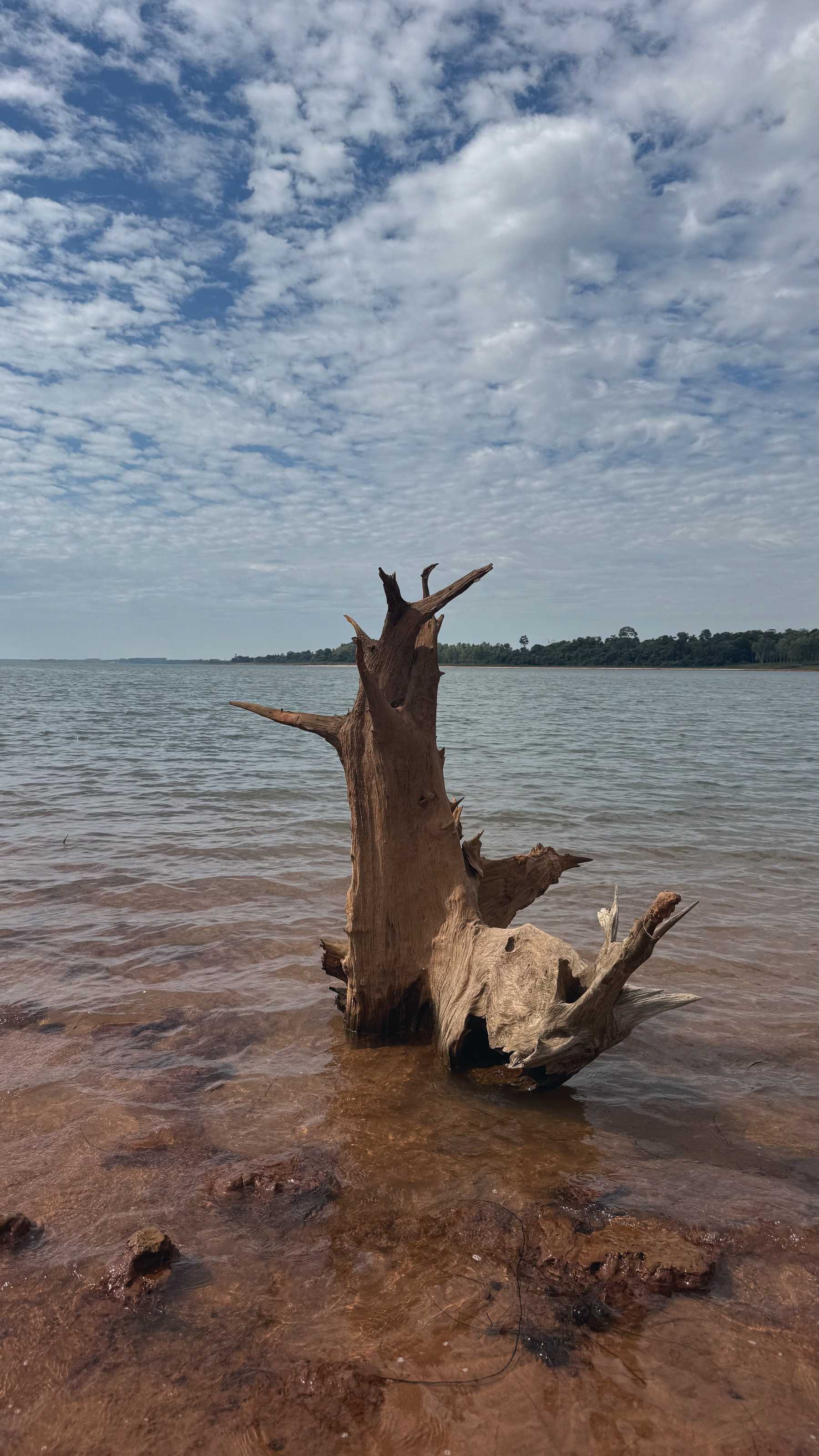 Un tronco seco que sale del agua sobre la orilla de tierra roja.